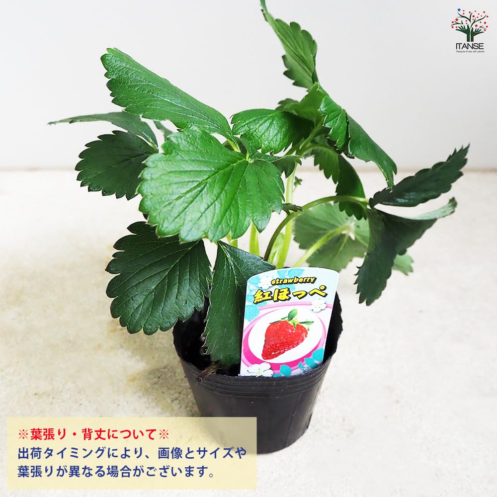 イチゴの苗　紅ほっぺ苗　30セット Amazon.co.jp: ITANSE いちご苗 紅ほっぺ 3号 4個セット